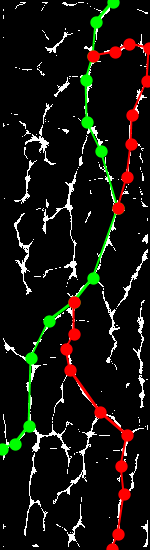 Sample of PLUSVein-FR (Extracted MC Features) - Rotation Angle: 0° (palmar view)