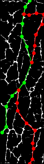 Sample of PLUSVein-FR (Extracted MC Features) - Rotation Angle: 10°