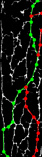 Sample of PLUSVein-FR (Extracted MC Features) - Rotation Angle: -20°