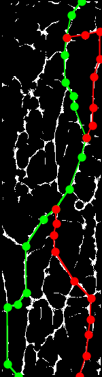 Sample of PLUSVein-FR (Extracted MC Features) - Rotation Angle: -10°